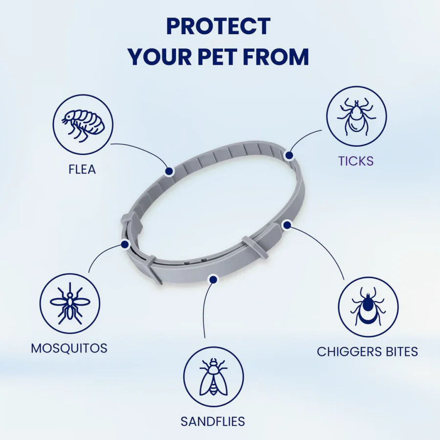 Dog Collar